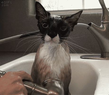 cat bathtub gif|funny cats taking a bath.